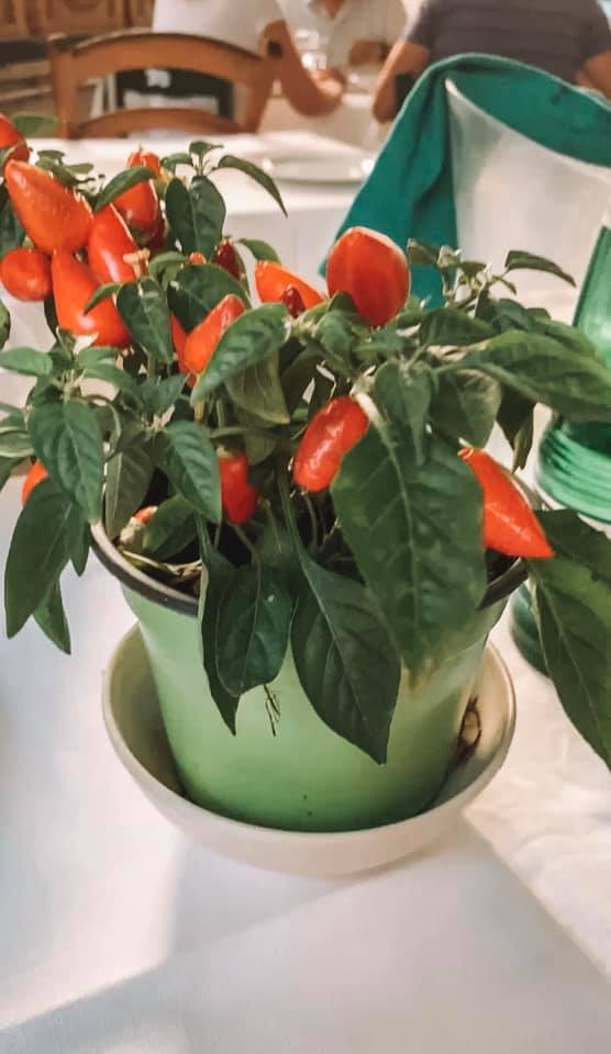 A small pepper plant on a restaurant dinner table