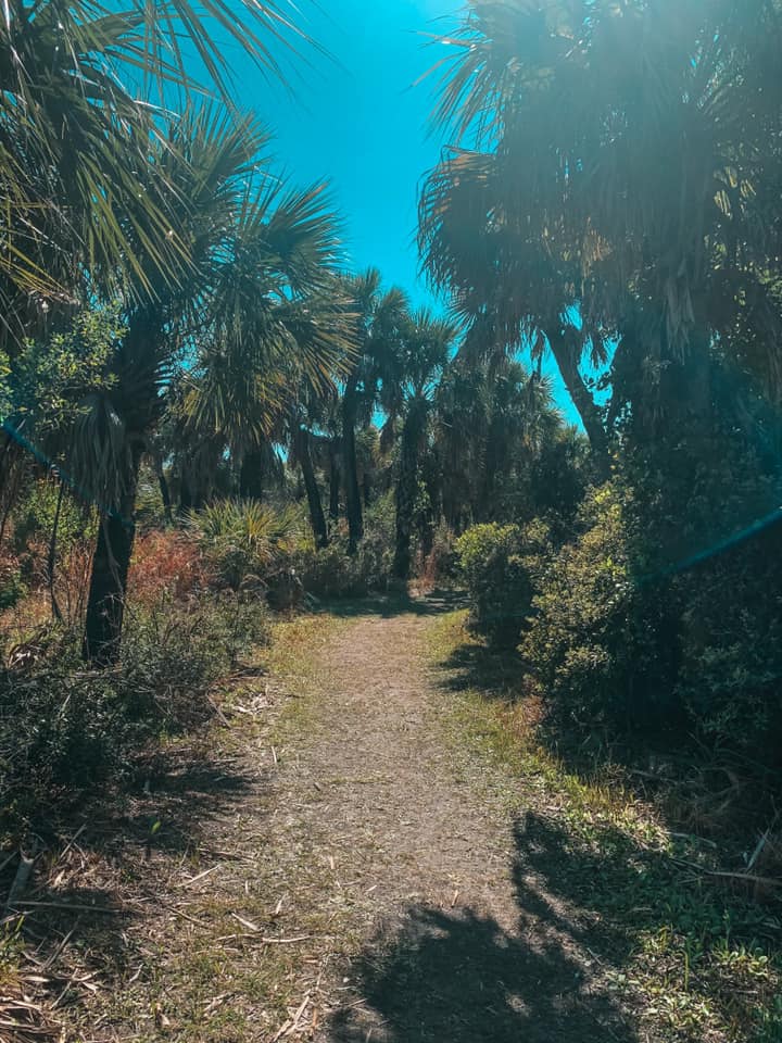 Caladesi Island nature trail