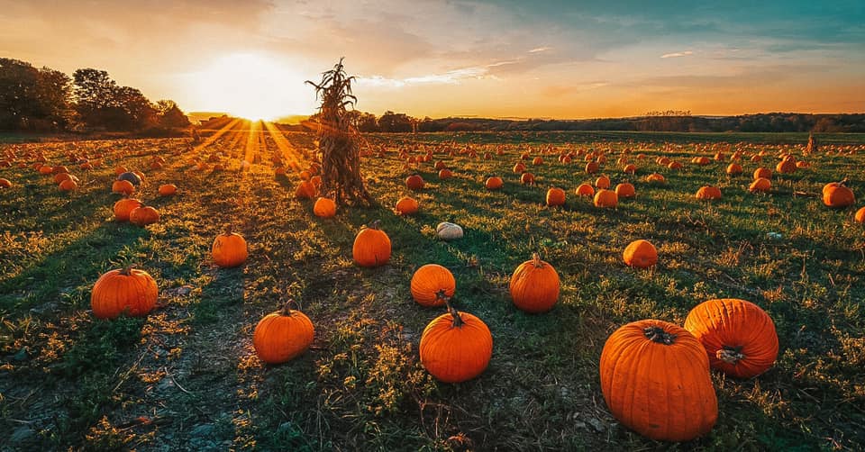 Sun setting over a pumpkin patch with a scarecrow in the distance