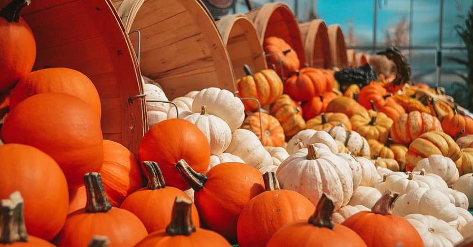 Multi colored pumpkins spilling out of baskets