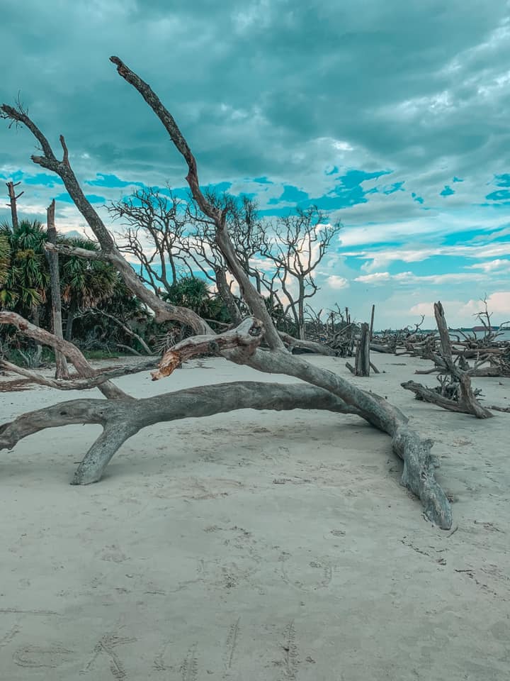 Driftwood on Driftwood Beach on Jekyll Island