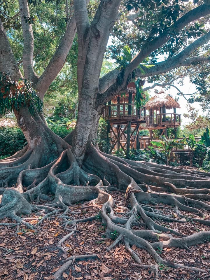 Beautiful trees and little wooden tree houses inside Marie Selby Gardens