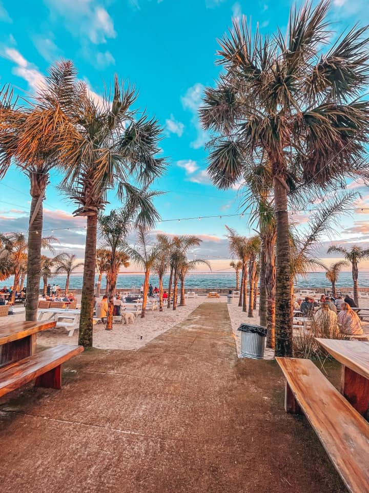 Palm tree lined walkway leading to the beach with seating at The Gulf