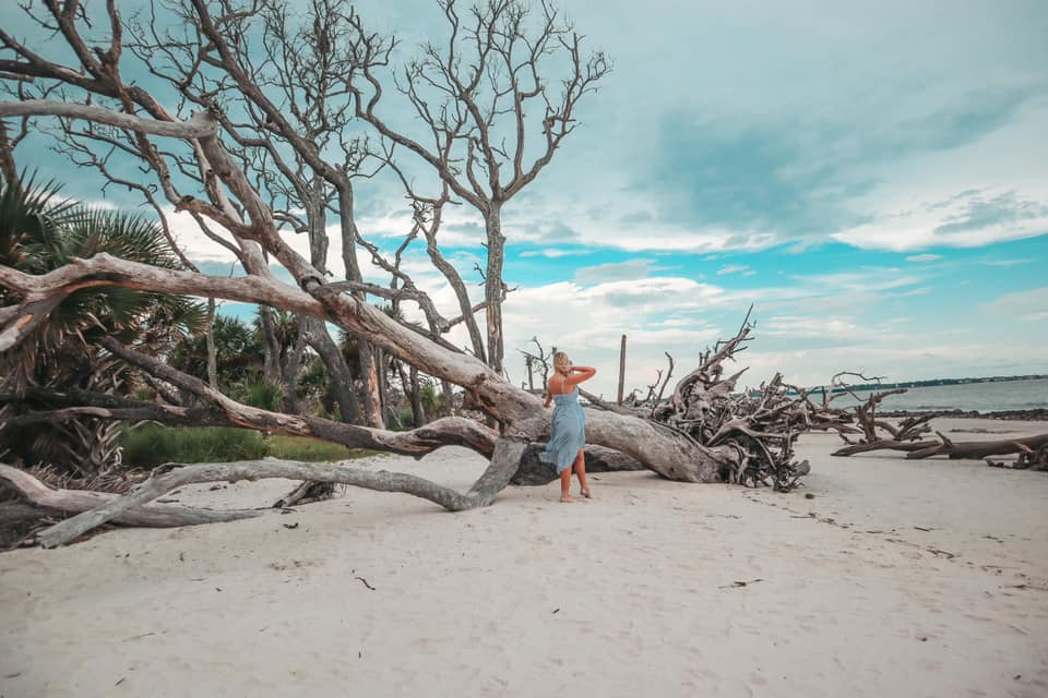 Driftwood beach on Jekyll Island in Georgia