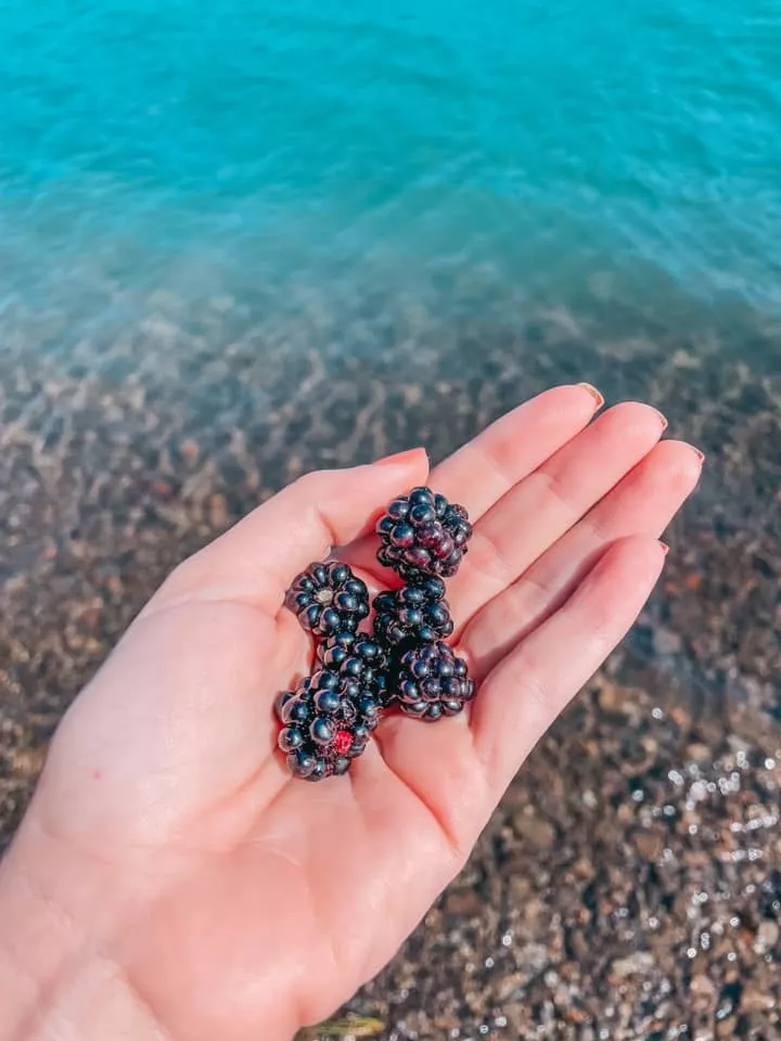 Fresh picked berries by Lake Quinault