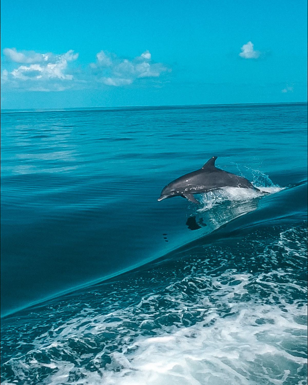 lone dolphin jumping out of the ocean