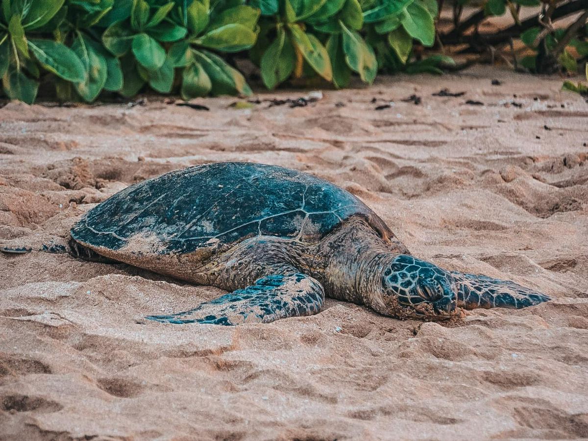 Sea turtle chilling on Laniakea Beach aka Turtle Beach on Oahu's North Shore