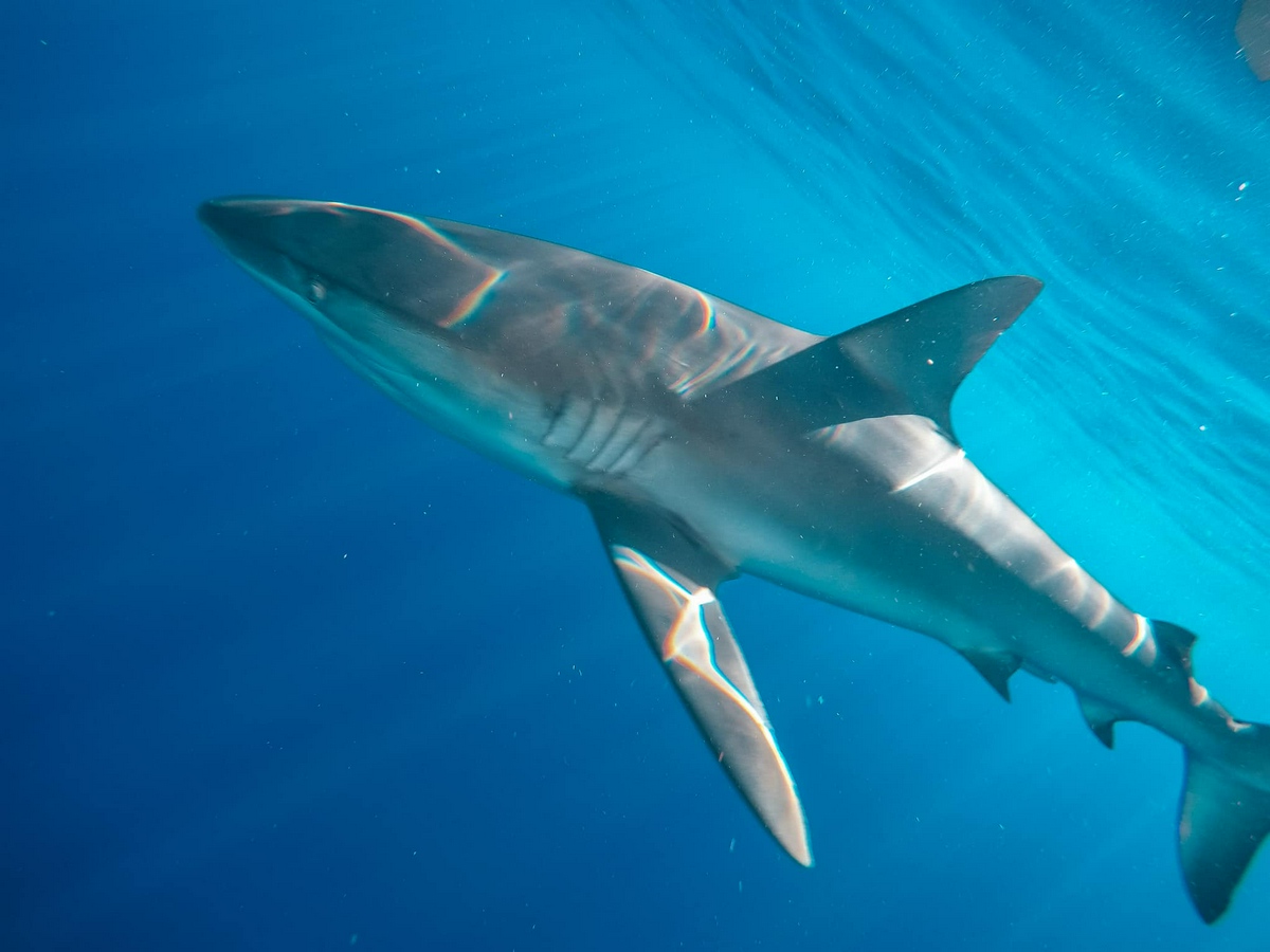 Galapagos shark off of Oahu's North Shore