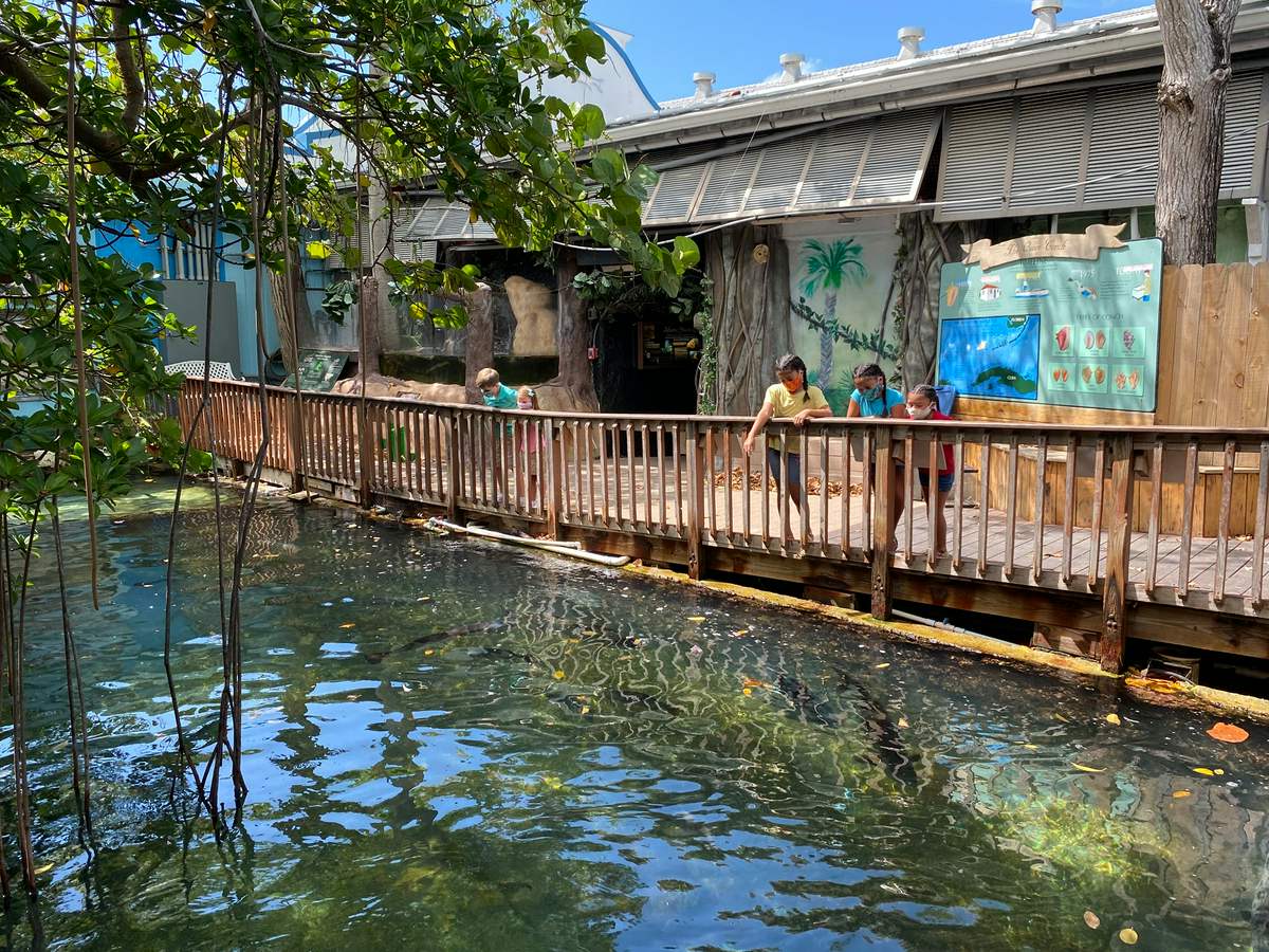 One of the best things to do in Key West, check out the Key West Aquarium