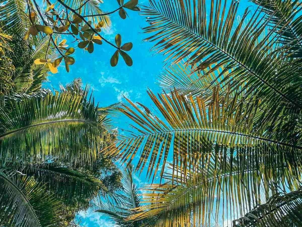 Key West palm trees on a sunny day