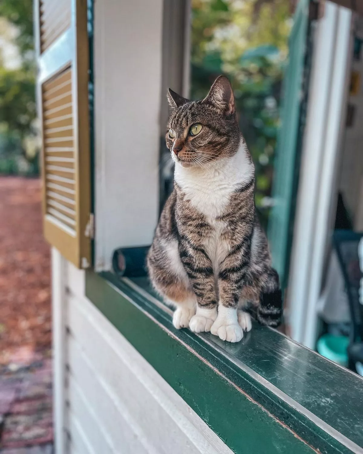 six-toed cat at the Hemingway Home and Museum in Key West