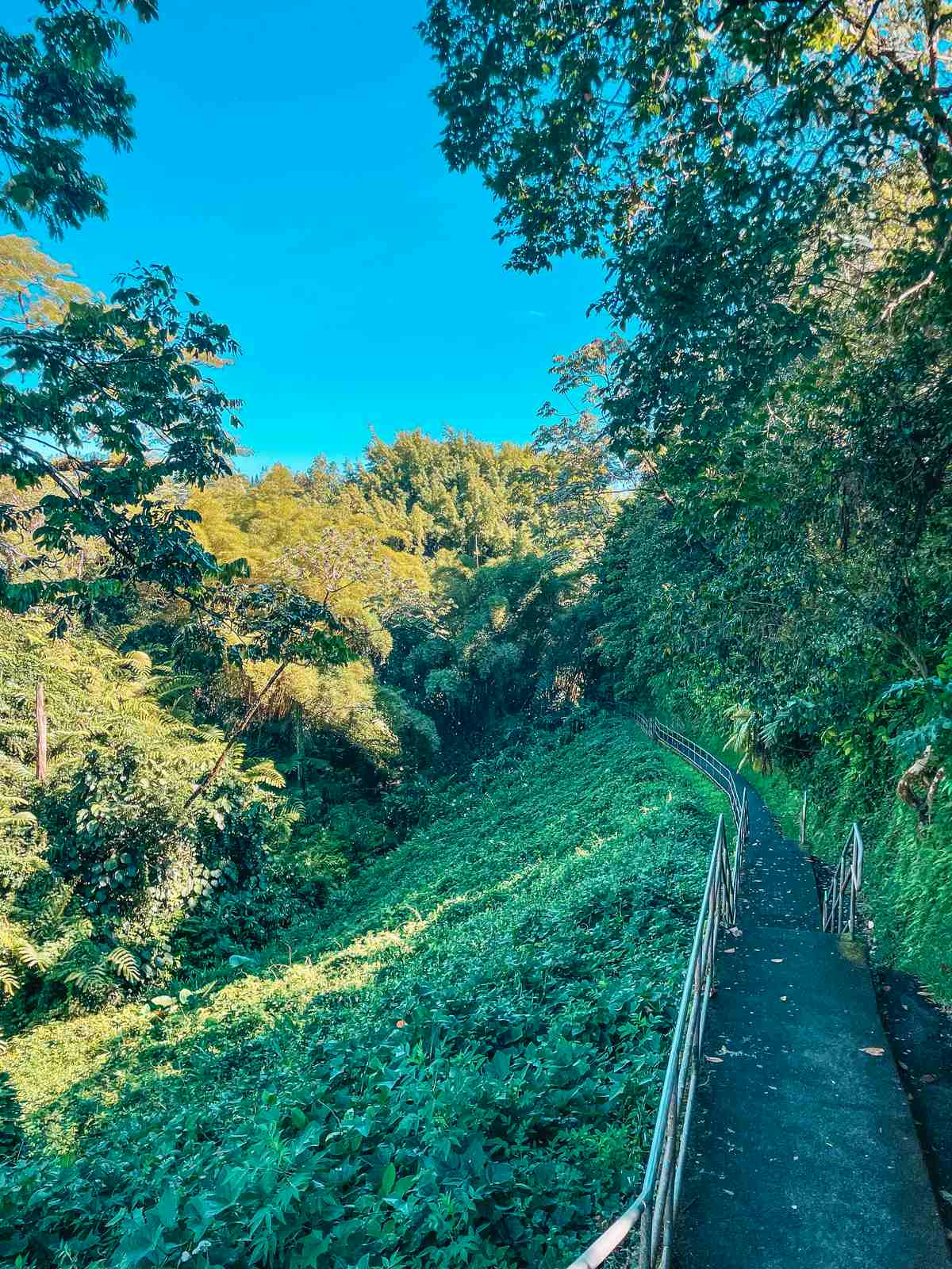 Akaka Falls State Park trail in Hilo on the Big Island