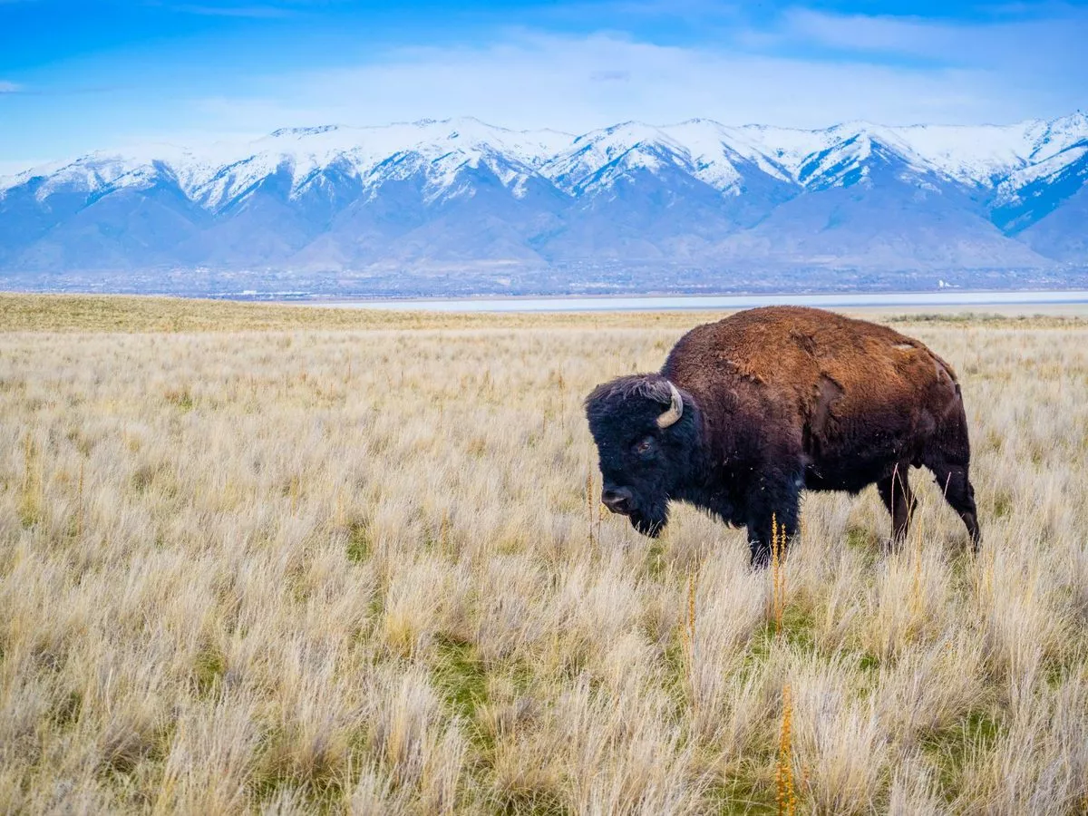 Antelope Island outside of Salt Lake City, one of the best road trips from SLC