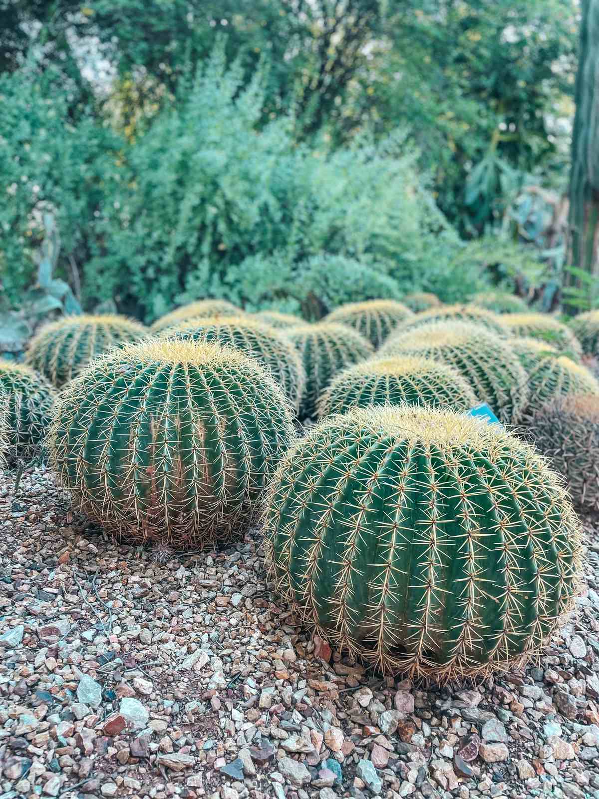 Round Cacti at Desert Botanical Garden in Phoenix Arizona