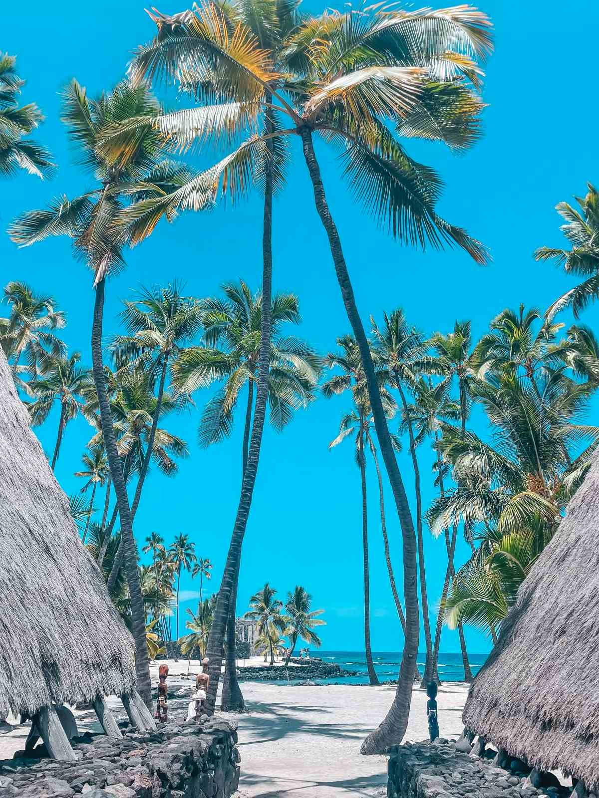 Pu'uhonua O Honaunau National Historical Park palm trees