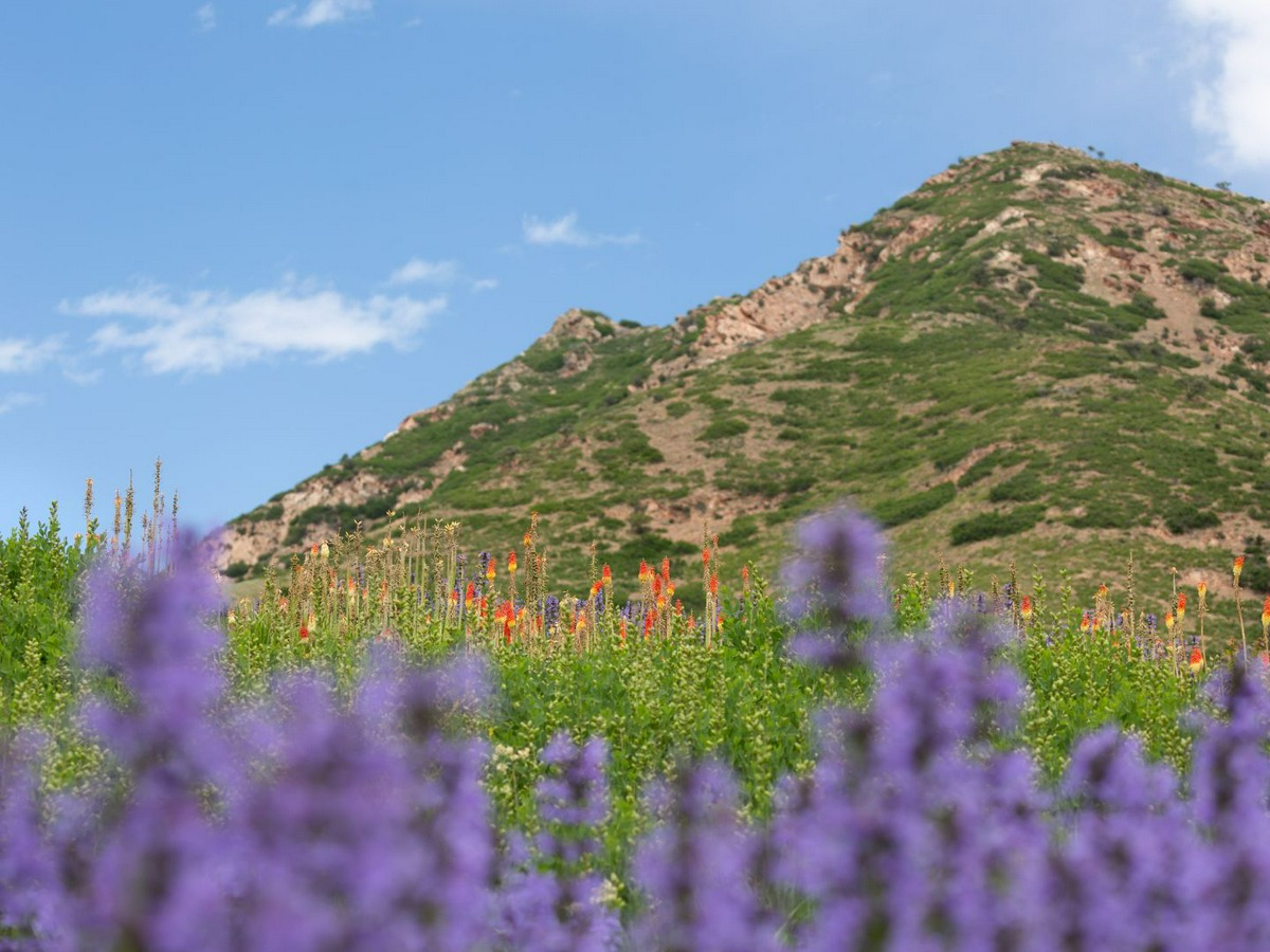 Red Butte Garden in Salt Lake City Utah