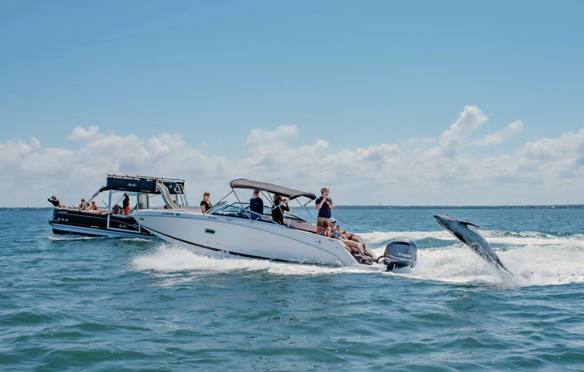 bach boats Clearwater Beach boat tour with dolphins jumping in their wake