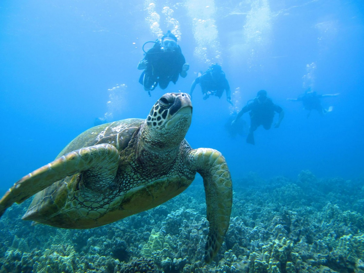 Banyan Tree Divers Maui tour with a sea turtle