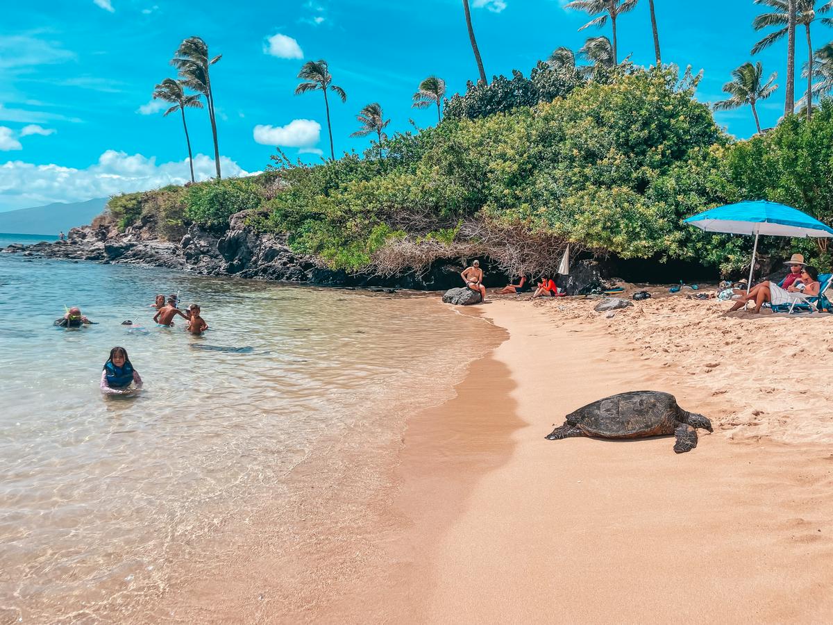 Sea turtle relaxing on shore at Kapalua Bay