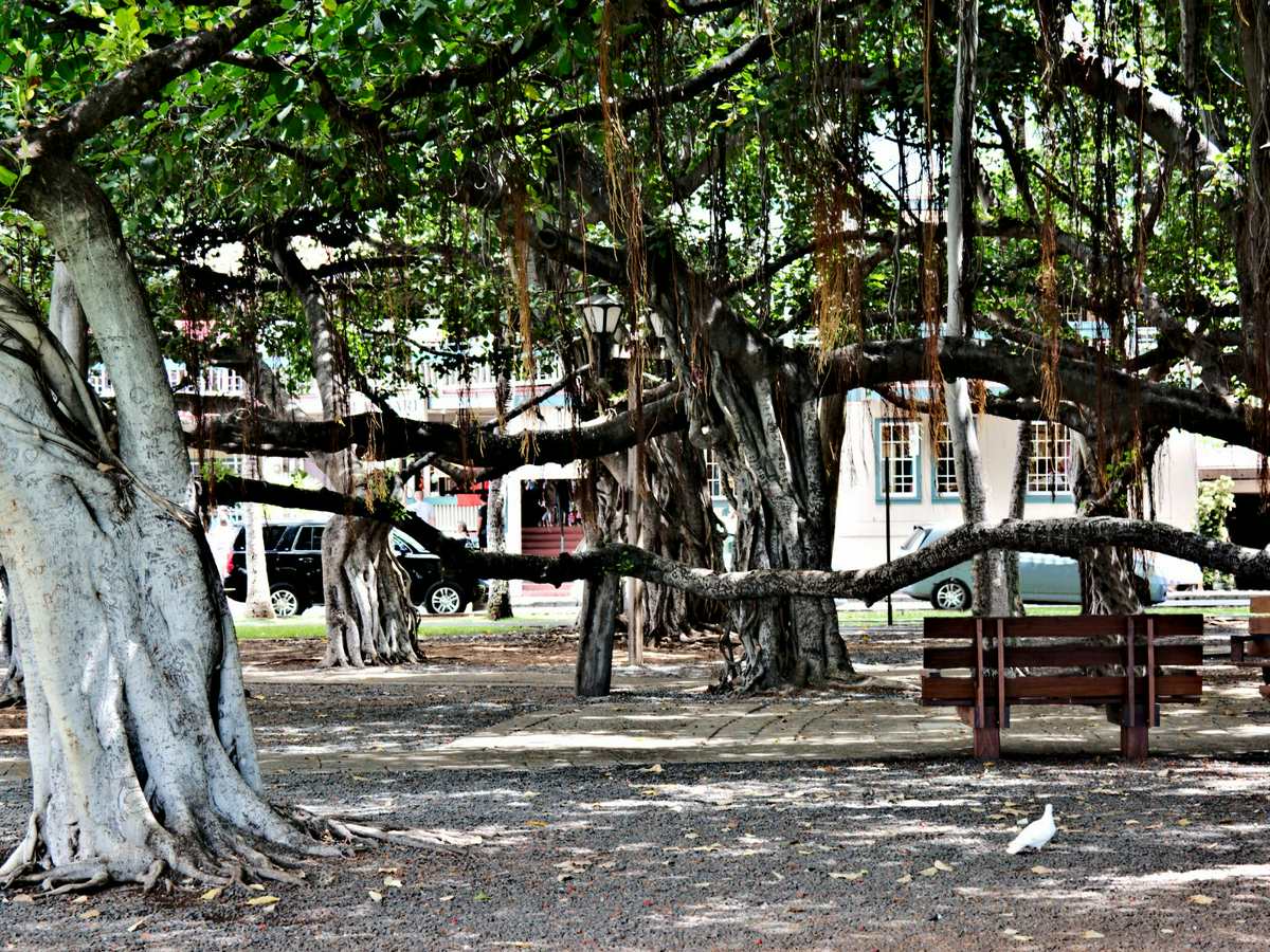 Lahaina Banyan Court Park in Lahaina