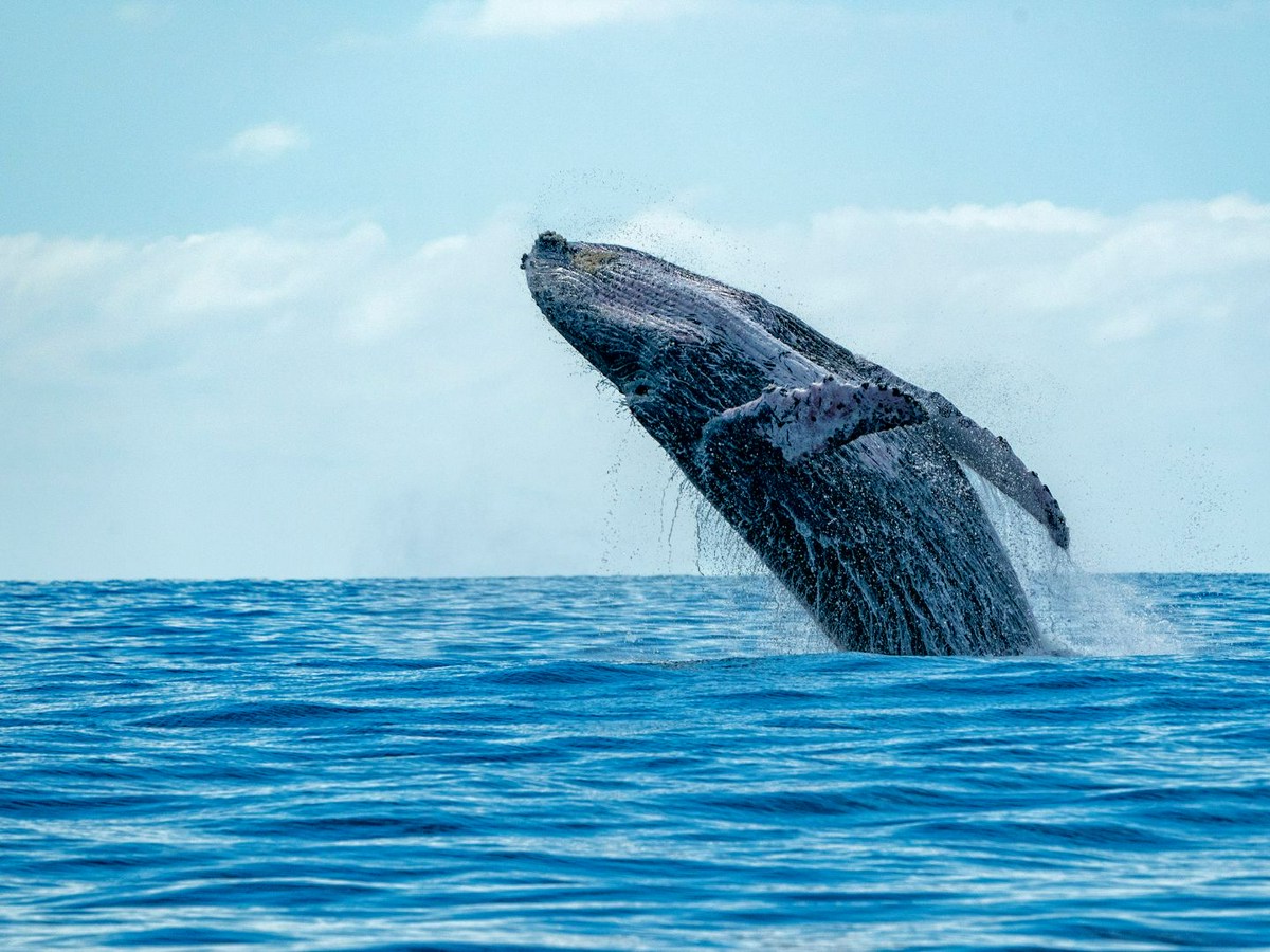 Whale breaching in Maui