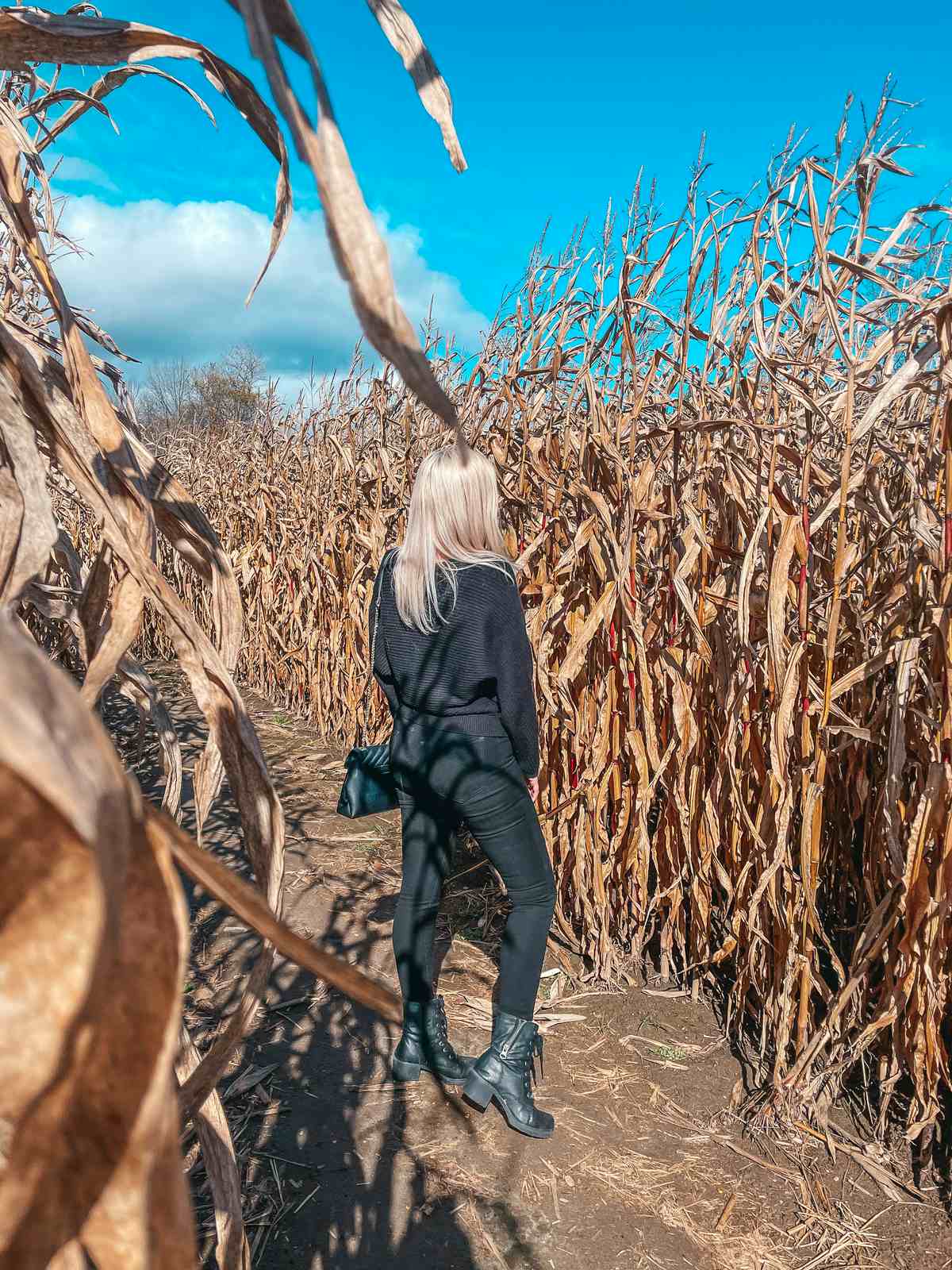 Percy Farm Corn Maze in Vermont