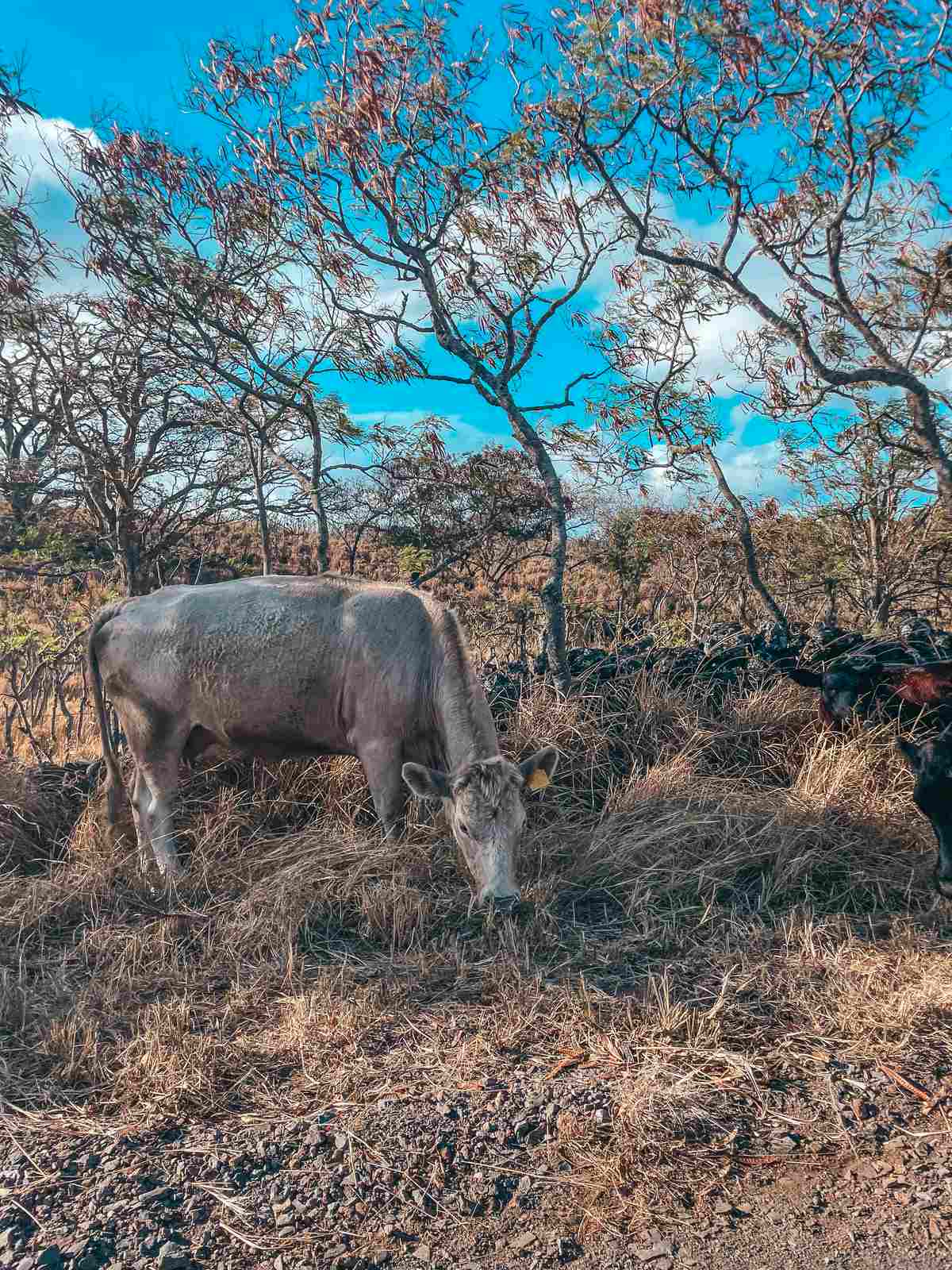 wild cattle in Maui