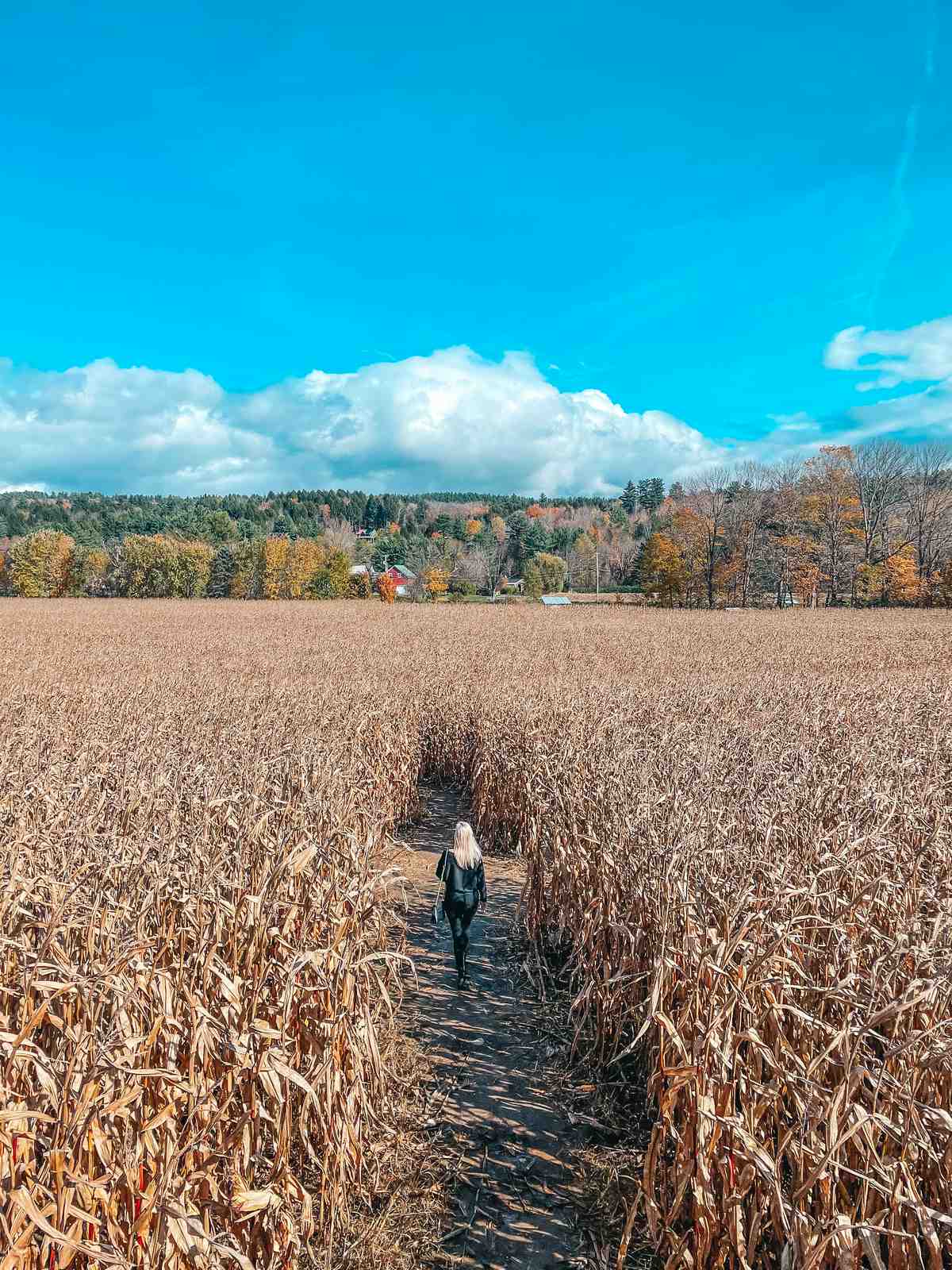 Percy Farm Corn Maze in Waterbury Vermont