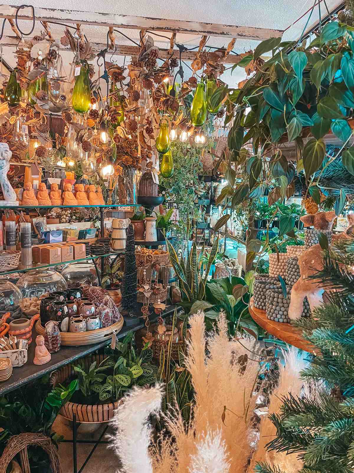 Seeds Dunedin plants and home decor