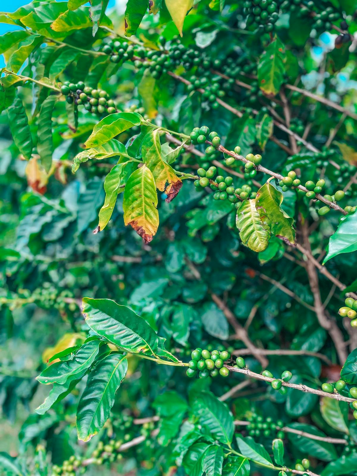 Coffee beans at Kauai Coffee Company