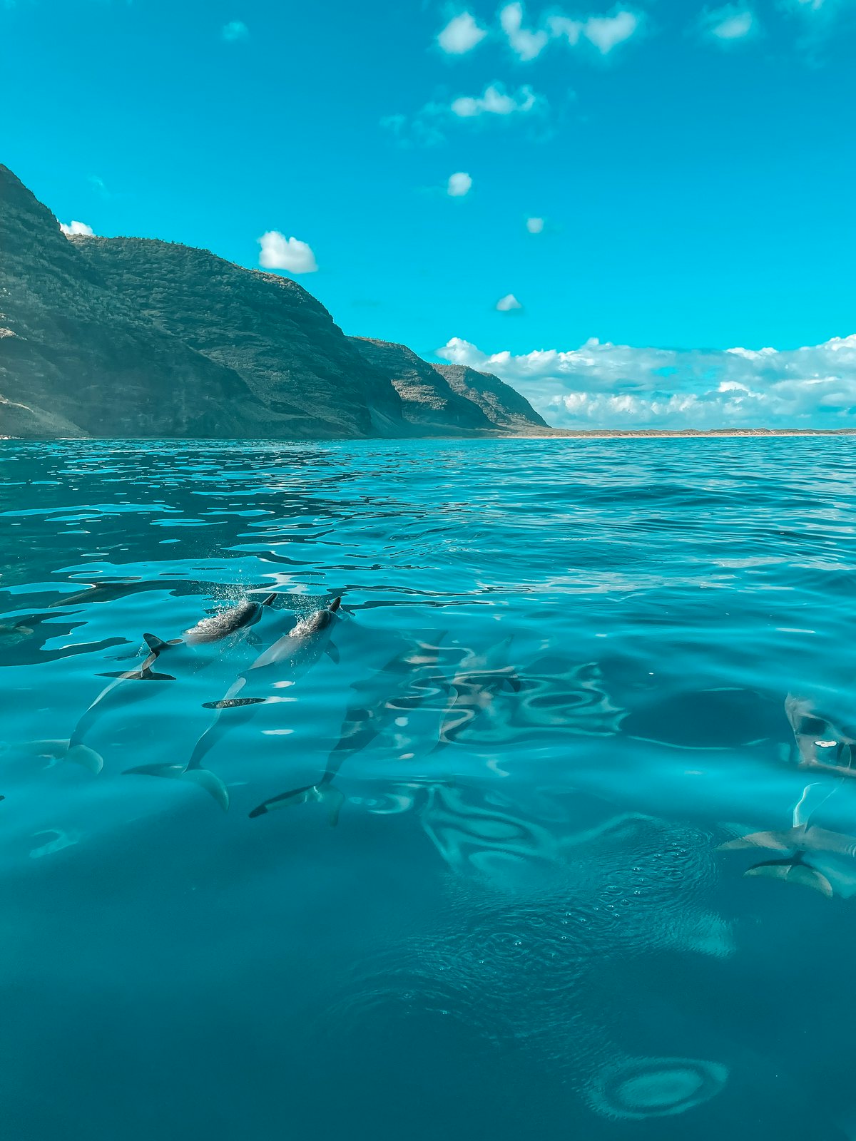 Dolphins swimming near the Na Pali Coast in Kauai