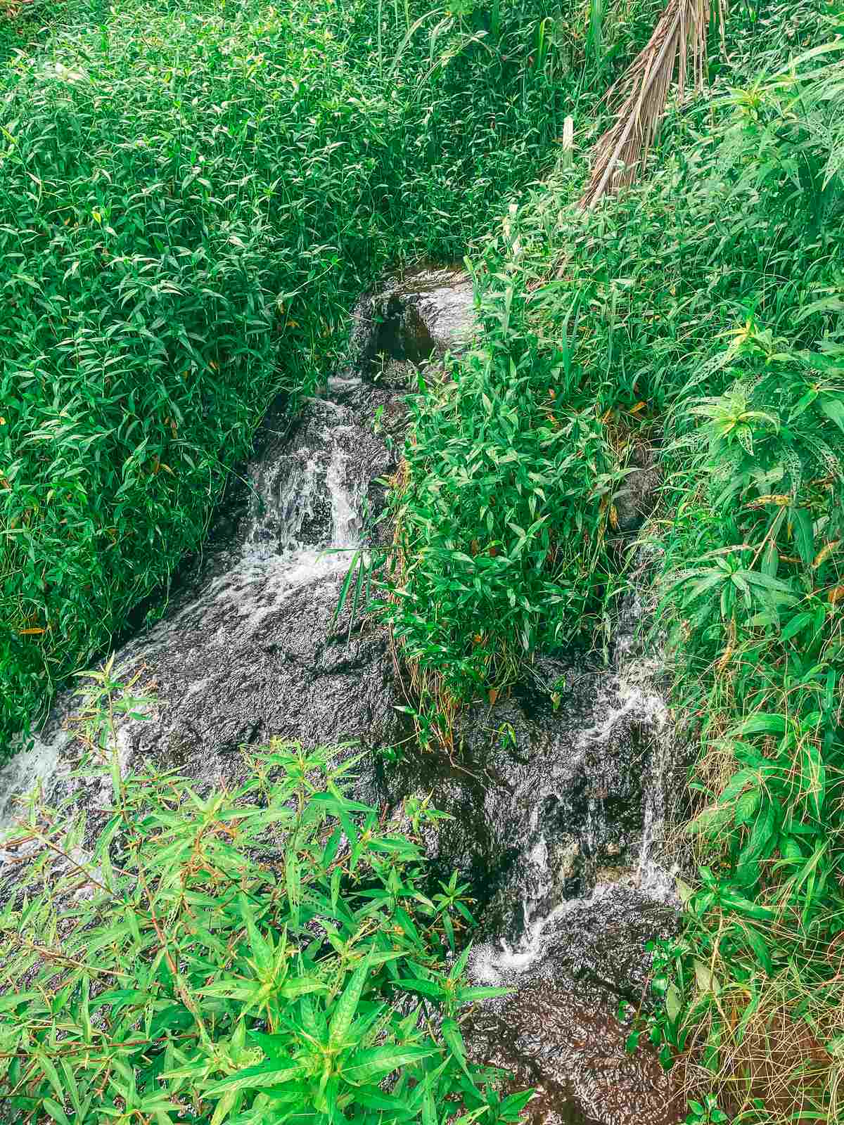 Small waterfall on hiking trail for Queens Bath in Kauai