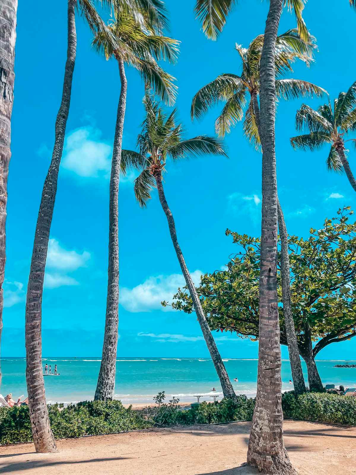 Beautiful beach in Oahu surrounded by palm trees