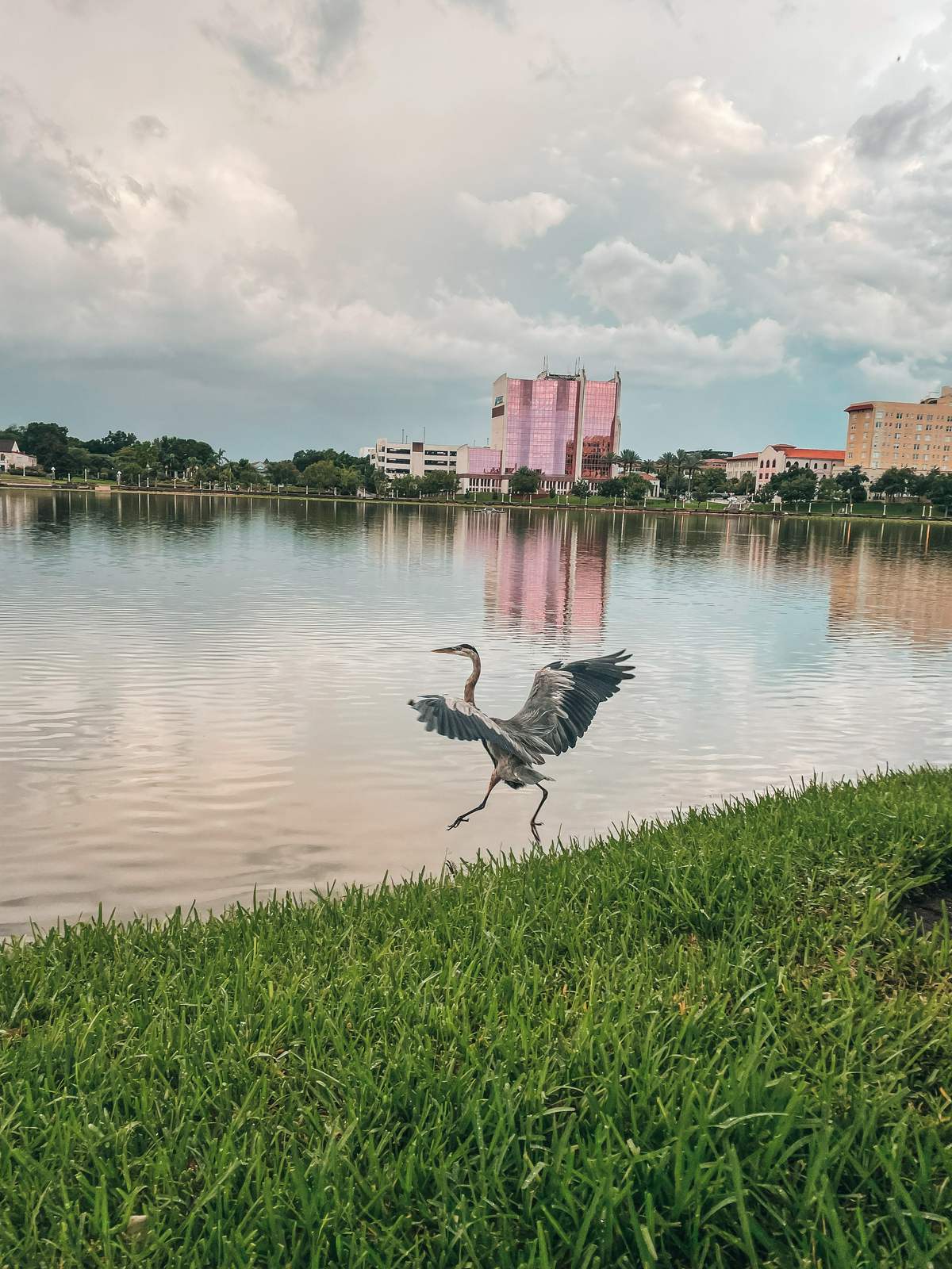 bird taking flight at Lake Mirror Park in Lakeland