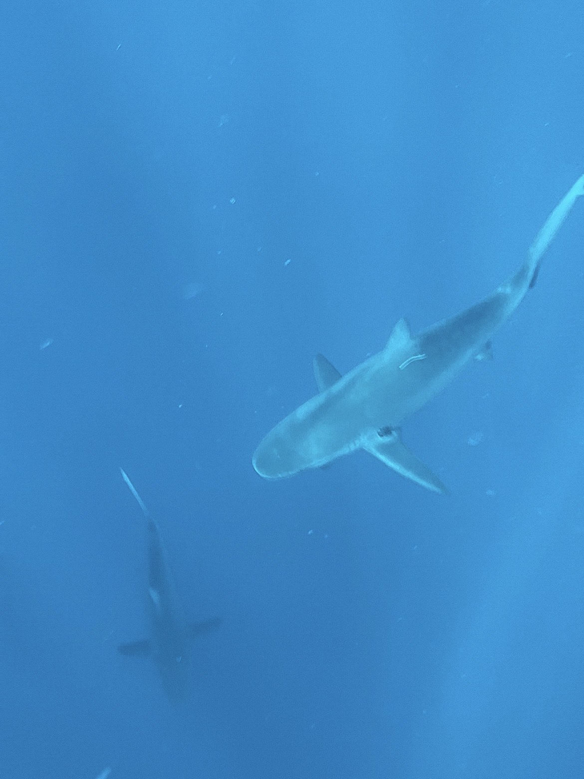 Swimming with galapagos sharks off of the North Shore of Oahu