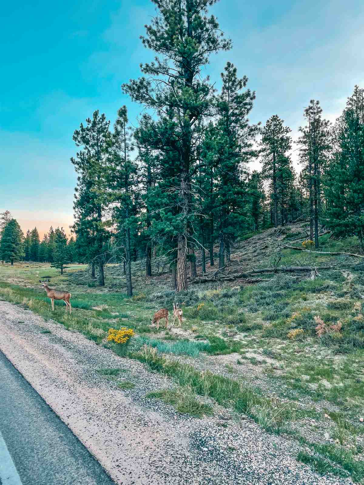 Wildlife at Bryce Canyon National Park in the early morning