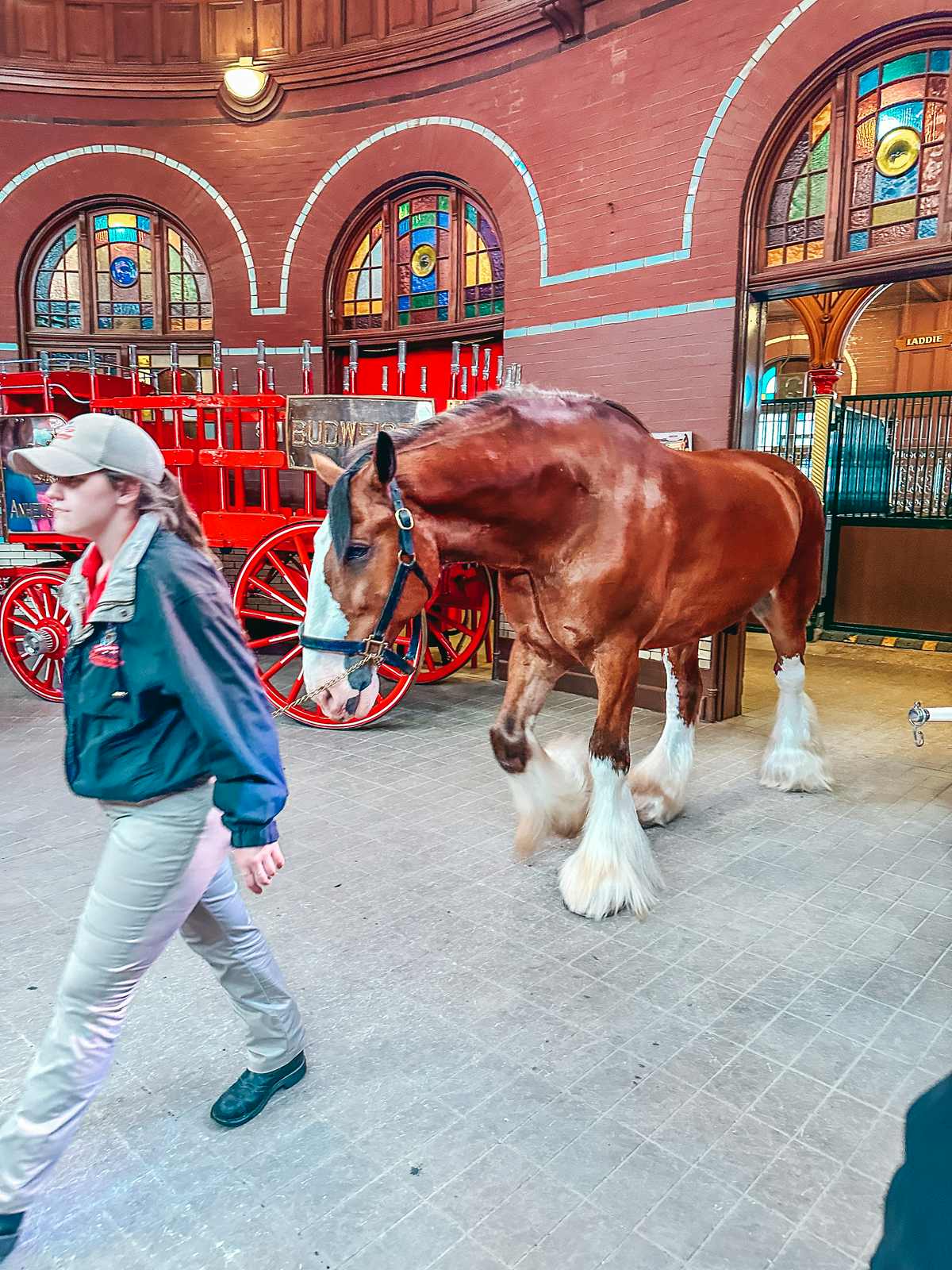 see a horse in Anheuser-Busch Brewery when you spend a Weekend in St. Louis