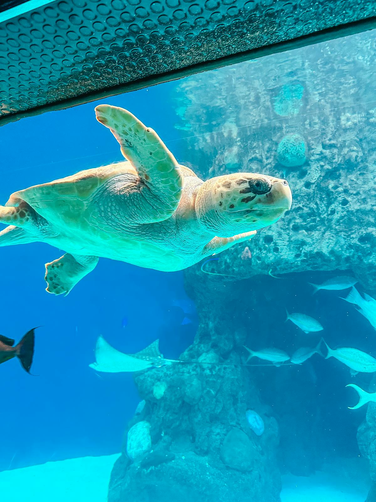 Florida Aquarium sea turtle