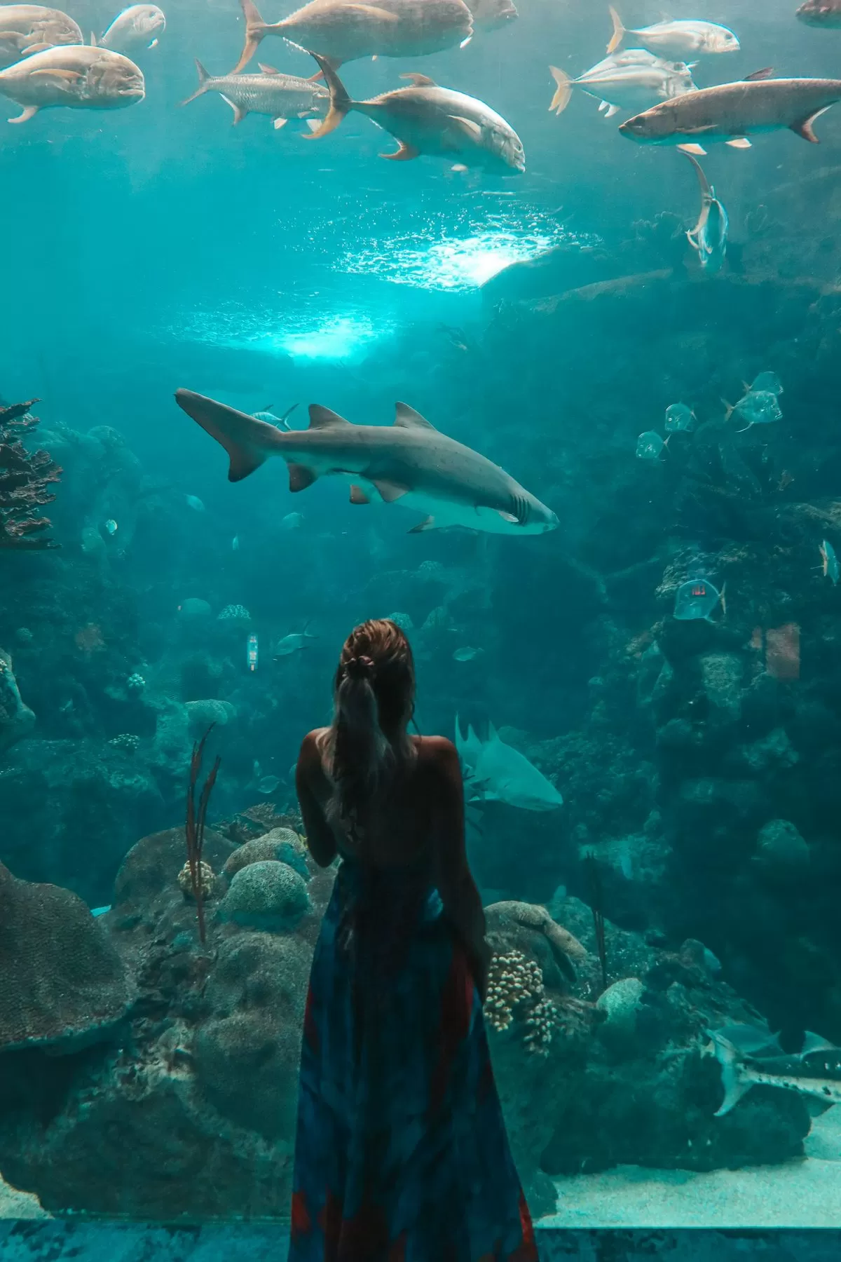 Tampa Florida Aquarium sharks