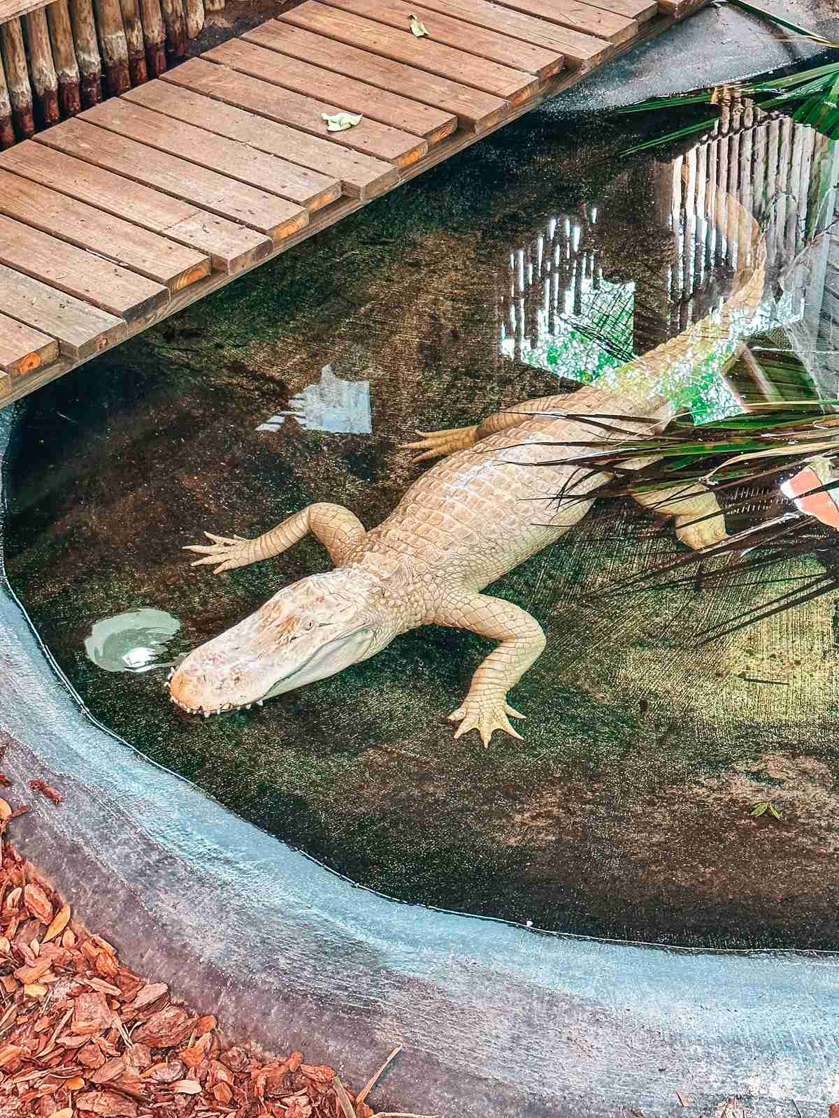 albino alligator in alligator farm when you spend a Weekend in St. Augustine