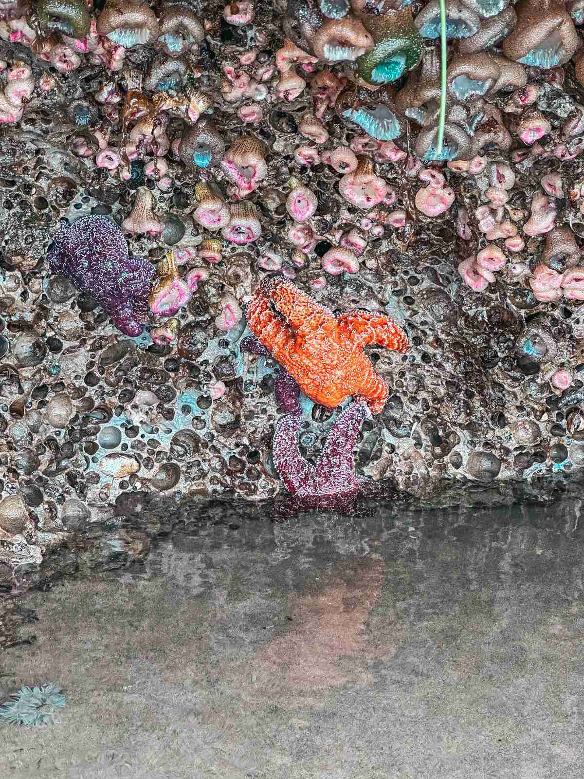 Arcadia Beach State Park in Oregon tide pools