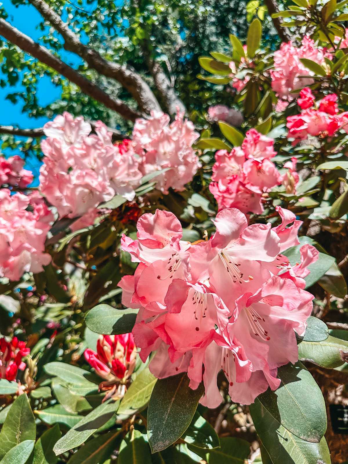 flowers in Crystal Springs Rhododendron Garden