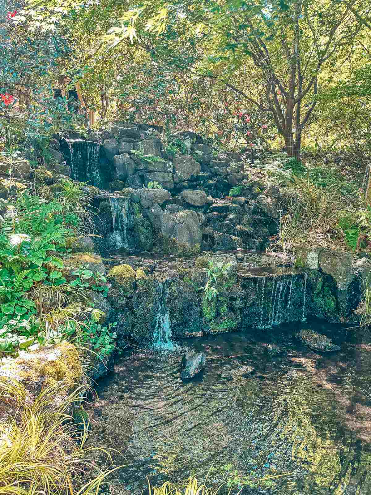 spend the weekend in Portland and visit the Crystal Springs Rhododendron Garden