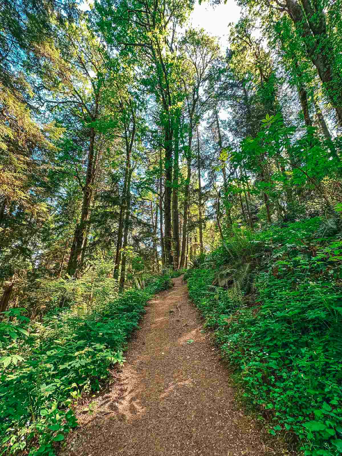 Forest Park trail in Portland Oregon