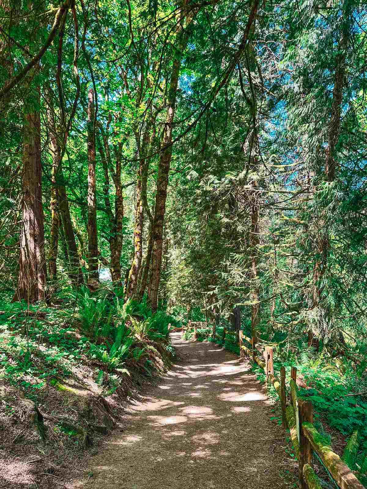 Forest Park in Portland Oregon