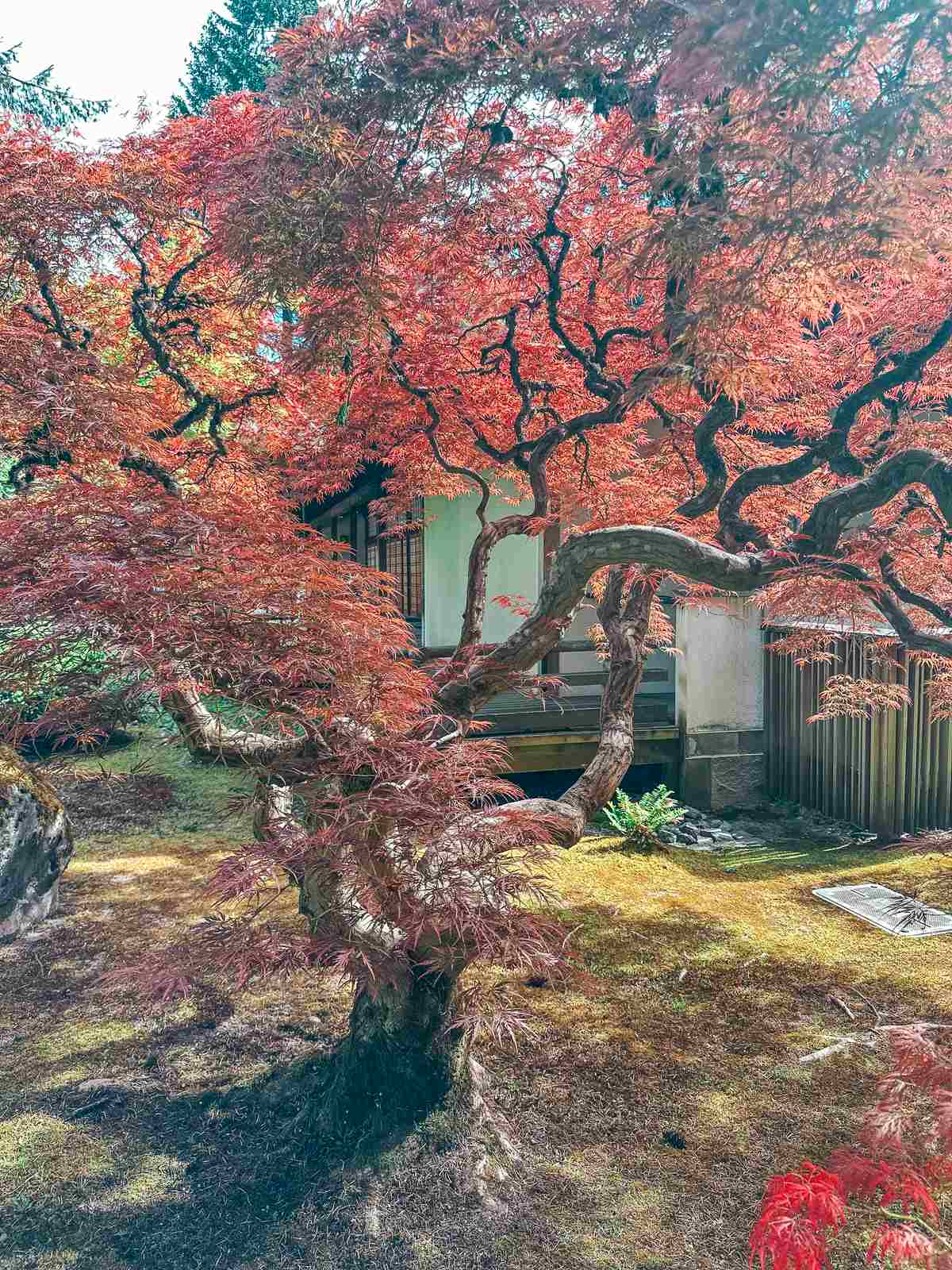 Portland Japanese Garden Bonsai tree