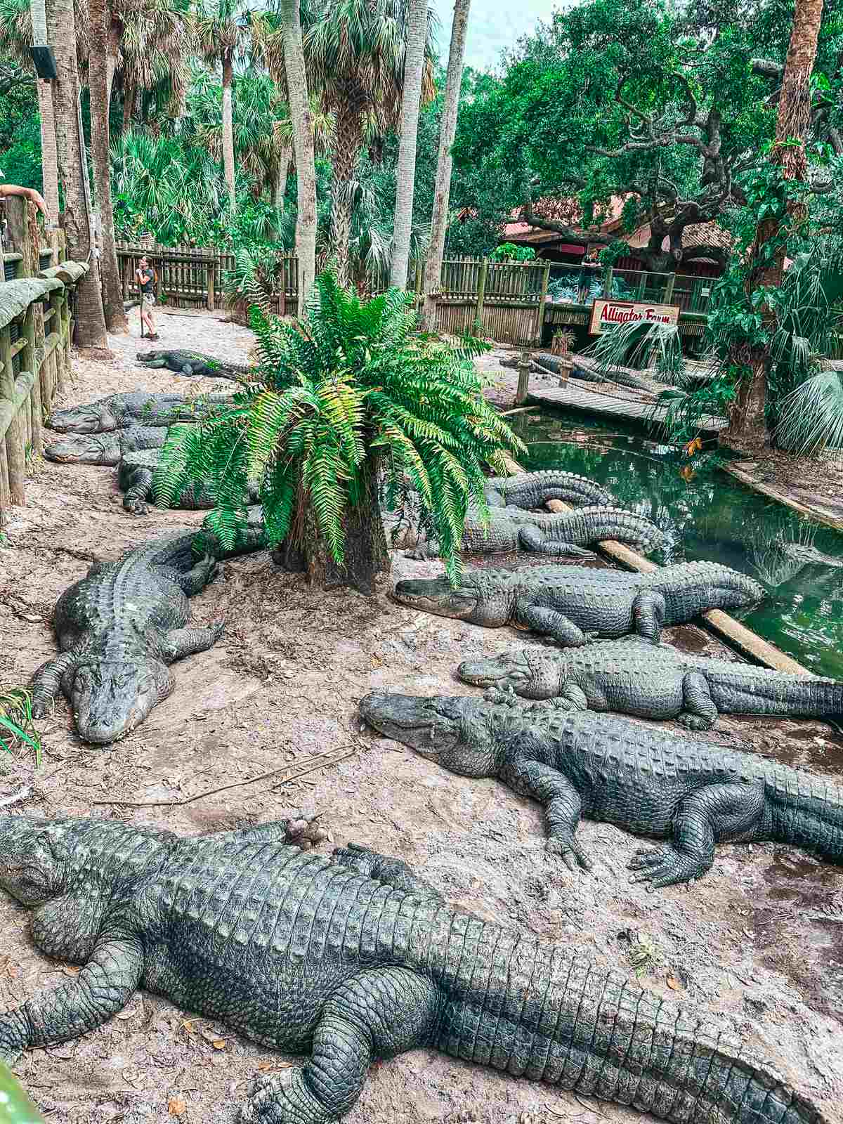 large alligators in alligator farm when you spend a Weekend in St. Augustine