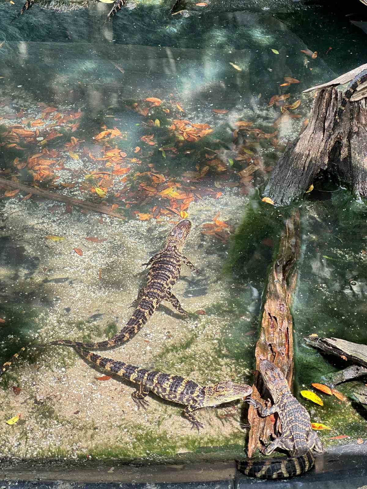 alligators in alligator farm when you spend a Weekend in St. Augustine