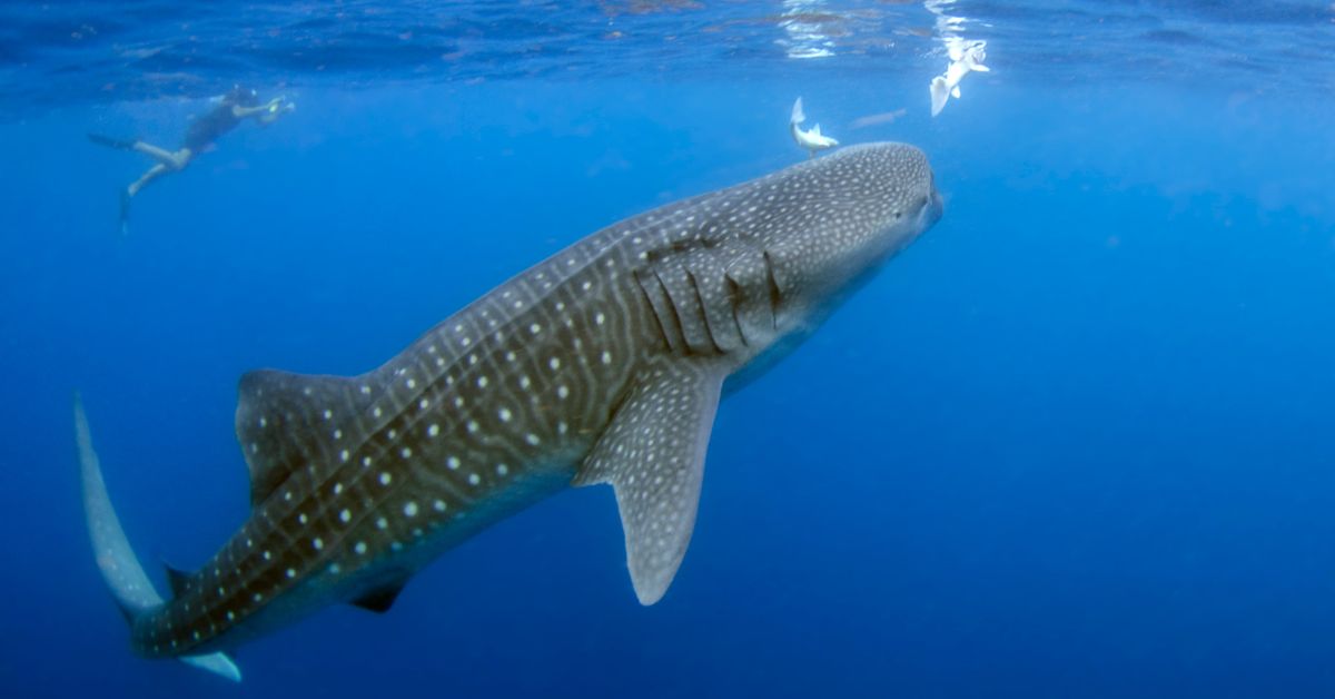 whale shark