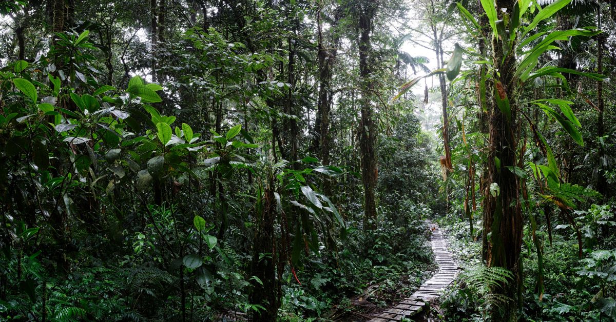 Amazon Rainforest Colombia